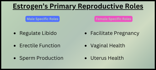 Estrogens Primary Reproductive Roles (1)