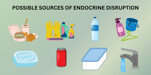 Possible Sources of Endocrine Disruption (2)