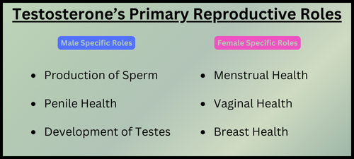 Testosterones  Primary Reproductive Roles