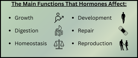 The Main Functions That Hormones Affect (2)